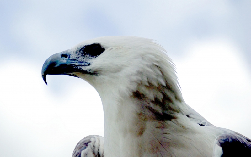 White-bellied Sea Eagle