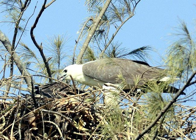White-bellied Sea Eagle
