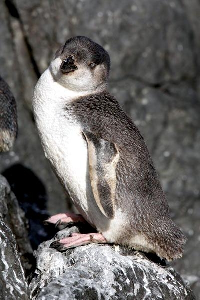 White-flippered Penguin