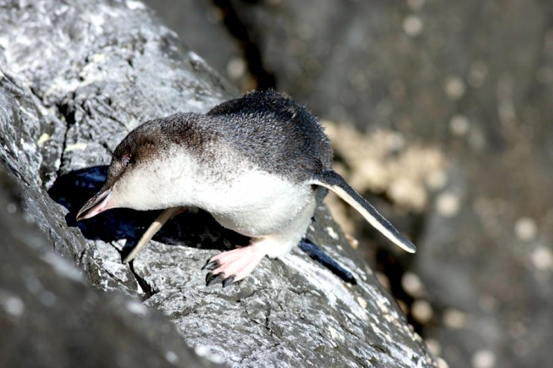 White-flippered Penguin