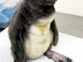 White-flippered Penguin