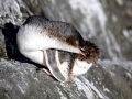 White-flippered Penguin