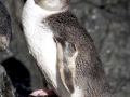 White-flippered Penguin