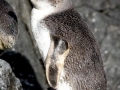 White-flippered Penguin