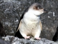 White-flippered Penguin