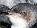 White-flippered Penguin