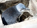 White-flippered Penguin