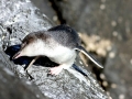 White-flippered Penguin