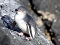 White-flippered Penguin