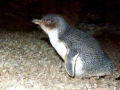White-flippered Penguin