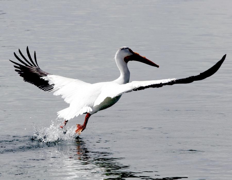 White Pelican