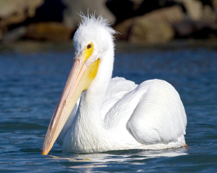 White Pelican