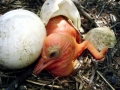 White Pelican