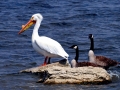 White Pelican