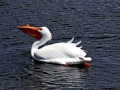 White Pelican