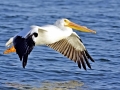 White Pelican
