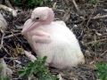 White Pelican