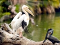 White Pelican