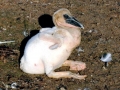 White Pelican