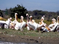 White Pelican