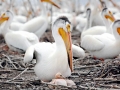White Pelican