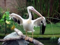 White Pelican