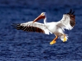 White Pelican