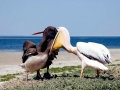 White Pelican