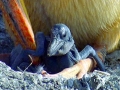 White Pelican
