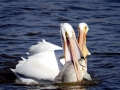 White Pelican