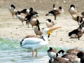 White Pelican