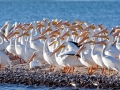 White Pelican