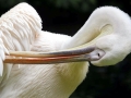 White Pelican