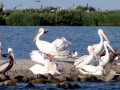 White Pelican
