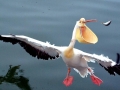 White Pelican