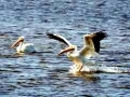 White Pelican