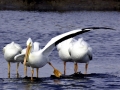 White Pelican