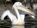White Pelican