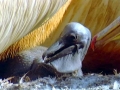 White Pelican