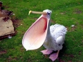 White Pelican