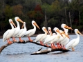 White Pelican