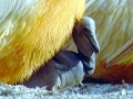 White Pelican