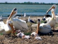 White Pelican