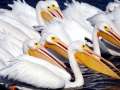 White Pelican