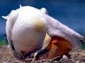 White Pelican