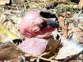 White Pelican