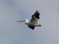 White Pelican