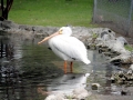 White Pelican