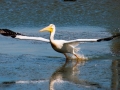 White Pelican