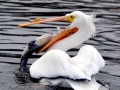 White Pelican
